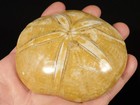 Big  Polished 150 Million Year Old  Aaa Sand Dollar Fossil Madagascar 262gr