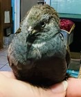 10   Rare Colored Button Quail Eggs
