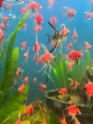 Red Stained Marble Veil Anglefish Short Fins  Quarter Size  Lot Of 10