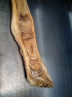 Horse Equine Anatomy Model Distal Limb Foal Sagittal Section Prosection Teaching
