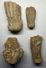 4 Crinoid Calyx   Arms Fossil Lot Alabama Bangor Limestone Mississippian Lot J1