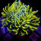 Malaysian Ultra Gold Torch Coral Wysiwyg - Indigo Corals - Ic 3141