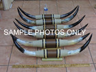 Mounted Steer Bull Horns 3 0 - 3 6  Tip To Tip  1 Set  Cow Bull Horns Longhorns