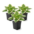 Live Perennial Hosta Plants - Bedazzled  10  Tall  3 Pack  Stunning Garden Accen