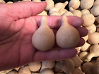 25  Dried   Cleaned   Tennessee Spinner Gourds  For Crafting And Fun   