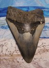 Megalodon Shark Tooth 4 5 8  Shark Teeth Huge Jaw Fossil Stunning  Polished