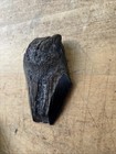4    Megalodon Shark Teeth Natural Fossil Tooth Prehistoric