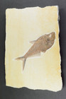 Aaa Diplomystus Dentatus Fossil Fish Green River Formation Wyoming