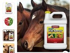 Gordon s Horse Livestock Premise Fly Spray 1 Gallon