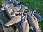 Vintage Lot Of 12 Goose Shell Decoys Adjustable Heads Feeder Flock