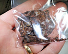 28 4 Grams Pallasite Metorite Slice   Dust  crumbles  Damaged Genuine