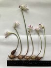  in Bloom  Hippeastrum Idimae  super Miniature Amaryllis  Species Bulb Very Rare