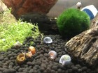 Live Ramshorn Snails Aquarium Freshwater Natural Algae Cleaner Fish Tank