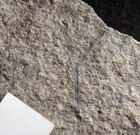 Museum Quality Very Big Cooksonia Oldest Vascular Silurian Fossil  Land Plant  