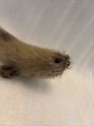 Vtg  Toy Stuffed Real Hair Seal Pup Inuit 1970   s Figure 5    Bead Eyes Leather