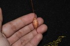 Authentic Large Ancient Etched Carnelian Bead In Perfect Condition