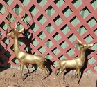 Pair Of Brass Deer Buck   Doe 30in Tall And 18in Tall