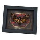 Real Gothic Death Head Moth Acherontia Lachesis Female Framed Taxidermy