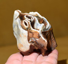 Fossil Wooly Rhinoceros Molar Tooth Pleistocene Epoch Ice Age Siberia Permafrost