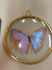 4 Vintage Framed Butterfly Butterflies Taxidermy Framed Art