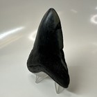 Megalodon Shark Tooth 3 99 Inch - Black - Natural Fossil - Carolina Real 20616