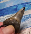 Mako Shark Tooth Necklace 1 7 8  Megalodon Diver Polished Fossil Gem Big Pendant