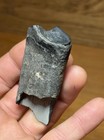 Giant Ground Sloth Tooth Paramylodon Extinct Florida Megafauna Fossil