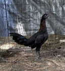 Black Hennie Hatching  eggs American Gamefowl   Poultry  Chicken