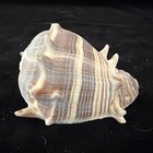 Melongena Melongena Shells Lot Of 2 No Collection Data  s130 