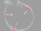 25pcs pack Imperfact 3drop High Low Rigs Porgy Fishing 3arm Wire Leader