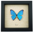 Real Framed Blue Morpho Aega Butterfly Taxidermy Display