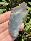 Natural Beautiful 2 52    Megalodon Tooth Fossil Shark Teeth