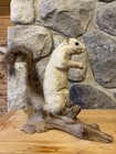 Albino Squirrel Life-size Taxidermy Mount For Sale