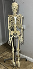 Life-size Human Skeleton Model   Used In University   Will Not Ship-must Pick Up