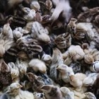 Coturnix Quail Hatching Eggs - Various Colors 12ct