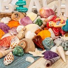Sea Shell Mixed Ocean Shells   15 Kinds 1 2 2 7  Various Sizes Natural Seashe   
