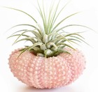 3 Pack Beautiful Air Plant W  Pink Sea Urchin Nautical Gift Beach Wedding Decor