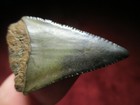 1-1 2 Inch Great White Shark Tooth Fossil Fish Megalodon Teeth - Sc Scuba Gw