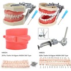 Kilgore Nissin 200 500 Dental Typodont Model With Removable Teeth Mounting Pole