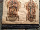 1918 A  J  Nystrom Co  American Frohse Anatomical Chart Chest   Abdomen Medical 