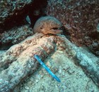 Tactile Turn Pen Seasonal Deep Sea Switch Standard 5 75  Authorized Dealer