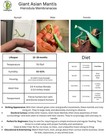 Live Giant Asian Mantis  l4-l5   With Food  Water And Care Guide          