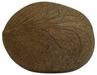 Dry Whole Coconut For Puja Indian Religious Ceremony