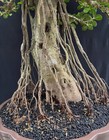 Big Sale - Ficus Microcarpa Bonsai A001 - Real Picture