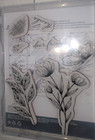 Stampin Up Spotlight On Nature Cling Stamp Set - Flowers Butterflies New