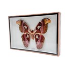 Real Taxidermy Butterfly - Atlas Moth