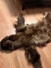 Bear Skin Bear Rug Bear Skin Real Skin For Brown Black Bear Real