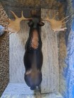 Breyer North American Wildlife 2005  398 Moose 1 9 Scale 13  Long