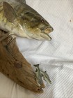 18   Inch Small Mouth Bass  Taxidermy Wall Mount D  cor With Driftwood Detailing