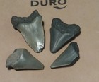 Megalodon And Hastalis 1-1 5  Fossil Shark Teeth - Lot Of 4 - Southeastern Us